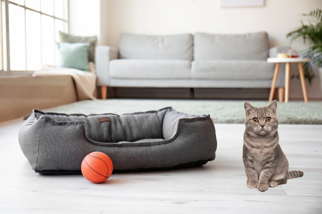 寵物都鍾意嘅梳化：梳化咁揀至啱！